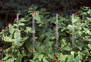 Picture of Hypericum androsaemum 