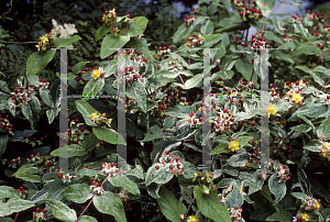 Picture of Hypericum androsaemum 'Variegatum'