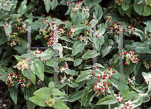 Picture of Hypericum androsaemum 'Variegatum'