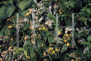 Picture of Hypericum androsaemum 'Glacier'