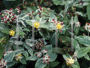 Picture of Hypericum androsaemum 'Variegatum'