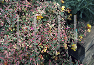 Picture of Hypericum x moserianum 'Tricolor'