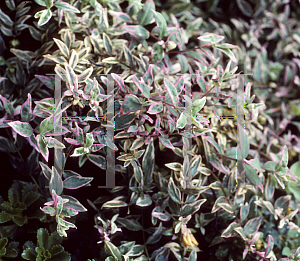 Picture of Hypericum x moserianum 'Tricolor'