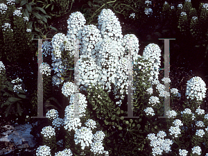 Picture of Iberis amara 'Iceburg Superior'