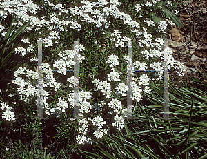 Picture of Iberis sempervirens 'Bluemont Snow'