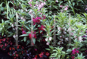 Picture of Impatiens balsamina 