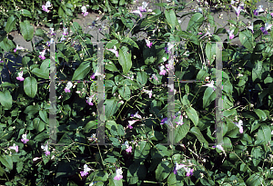 Picture of Impatiens balfourii 