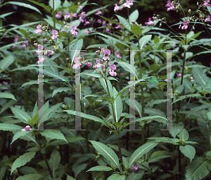 Picture of Impatiens glandulifera 