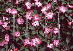 Picture of Impatiens x hawkeri 'Celebration Salmon'