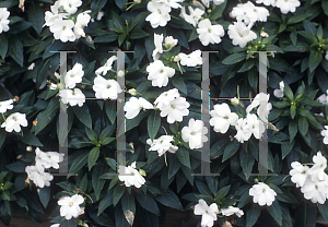 Picture of Impatiens x hawkeri 'Celebrette Appleblossom'