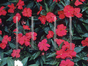 Picture of Impatiens x hawkeri 'Celebrette Wild Plum'