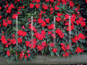 Picture of Impatiens x hawkeri 'Celebrette Cherry Rose'