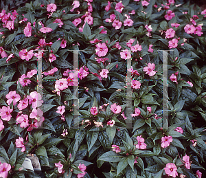 Picture of Impatiens x hawkeri 'Celebrette Pink Jewel'