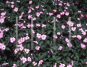 Picture of Impatiens x hawkeri 'Celebrette Frost'