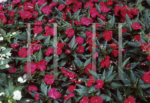 Picture of Impatiens x hawkeri 'Celebrette Wild Plum'