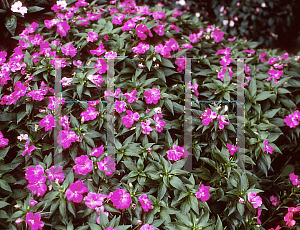 Picture of Impatiens x hawkeri 'Celebration Purple'