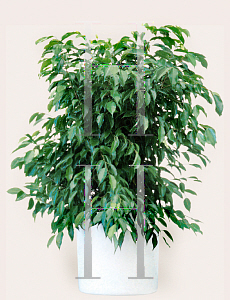 Picture of Ficus benjamina 