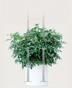 Picture of Schefflera arboricola 