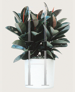 Picture of Ficus elastica 'Decora'