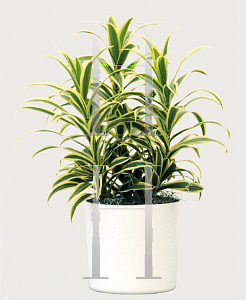 Picture of Dracaena reflexa 'Song of India'