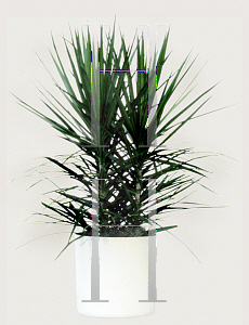 Picture of Dracaena cincta 