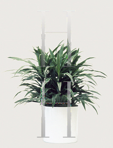 Picture of Dracaena deremensis 'Jumbo'