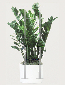 Picture of Zamioculcas zamiifolia 