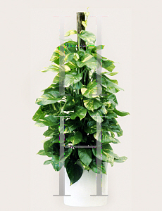 Picture of Epipremnum aureum 