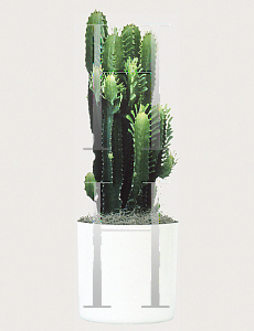 Picture of Euphorbia trigona 