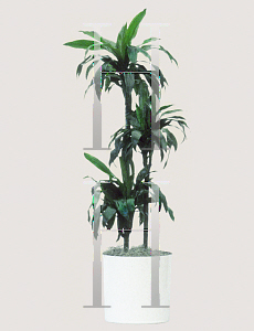 Picture of Dracaena  'Michiko'