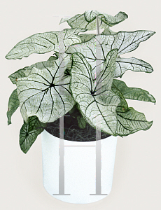 Picture of Caladium bicolor 