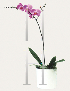 Picture of Phalaenopsis x 