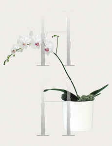 Picture of Phalaenopsis x 