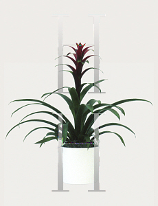 Picture of Guzmania x 'Rana'