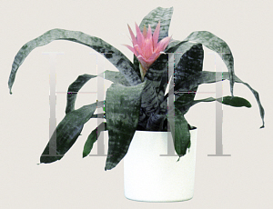 Picture of Aechmea fasciata 'Silver Vase'