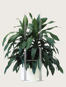 Picture of Dracaena deremensis 'Janet Craig'