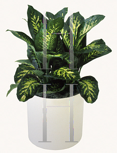 Picture of Dieffenbachia amoena 