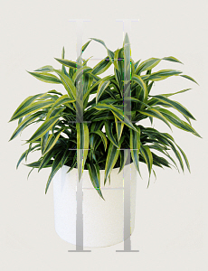 Picture of Dracaena deremensis 'Lemon Lime'