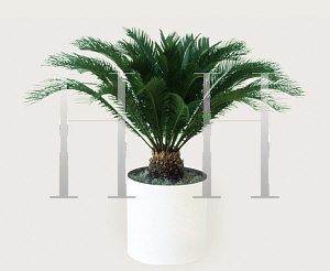 Picture of Cycas revoluta 