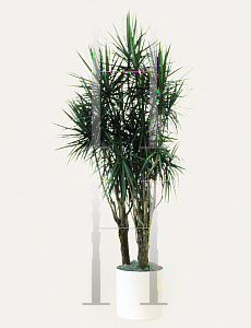 Picture of Dracaena cincta 