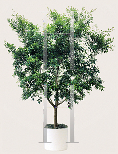 Picture of Ficus microcarpa 'Nitida'