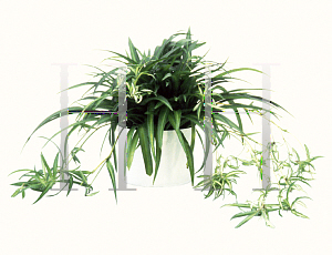 Picture of Chlorophytum comosum 