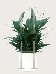 Picture of Spathiphyllum x 'Taylor's Green'
