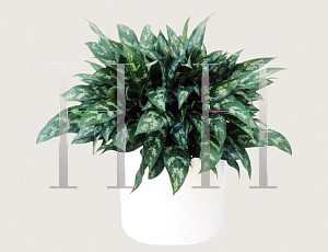 Picture of Aglaonema nitidum 'Emerald Beauty'