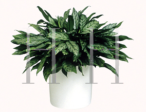 Picture of Aglaonema nitidum 