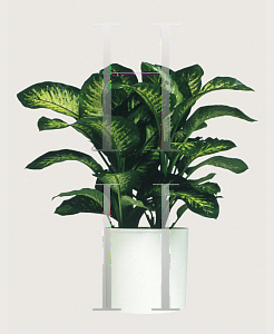 Picture of Dieffenbachia amoena 