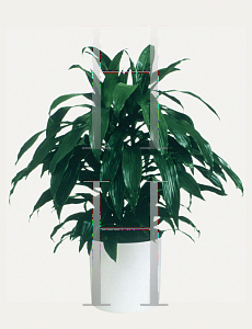 Picture of Dracaena deremensis 'Janet Craig'