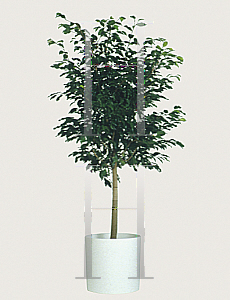 Picture of Ficus benjamina 