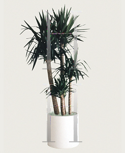 Picture of Dracaena cincta 