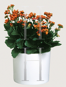 Picture of Kalanchoe blossfeldiana 